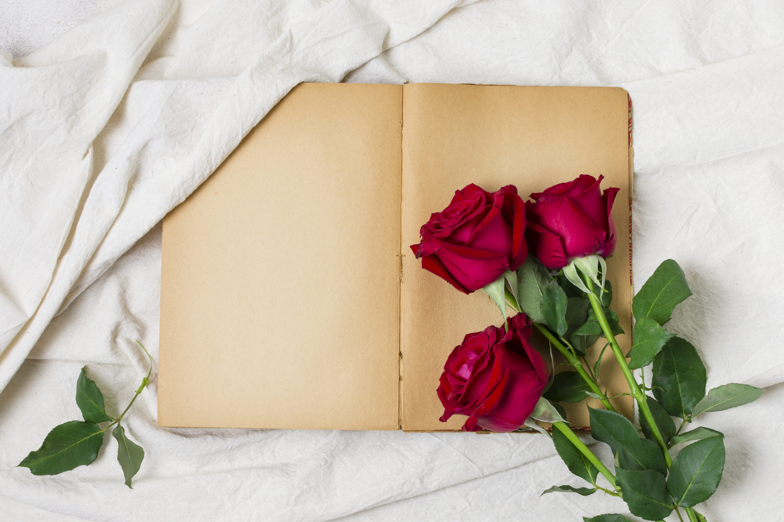 red roses on an open old book